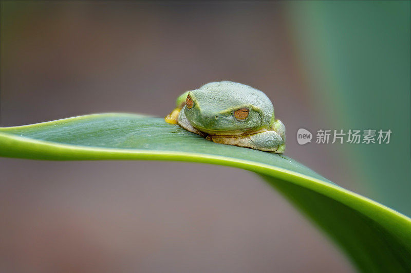 红眼树蛙(Ranoidea chloris)